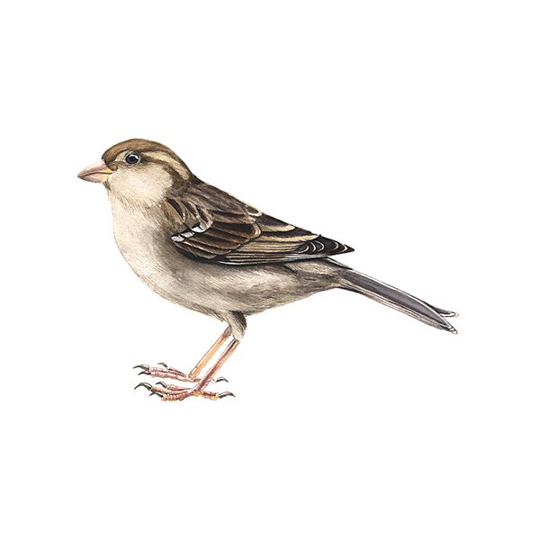 House sparrow female