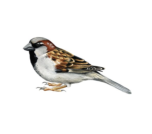 House sparrow male
