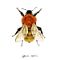 Moss Carder Bee (Bombus Muscorum)