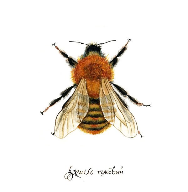 Common Carder Bee (Bombus Pascuorum)