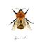 Common Carder Bee (Bombus Pascuorum)