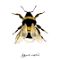 Garden Bumblebee (Bombus Hortorum)