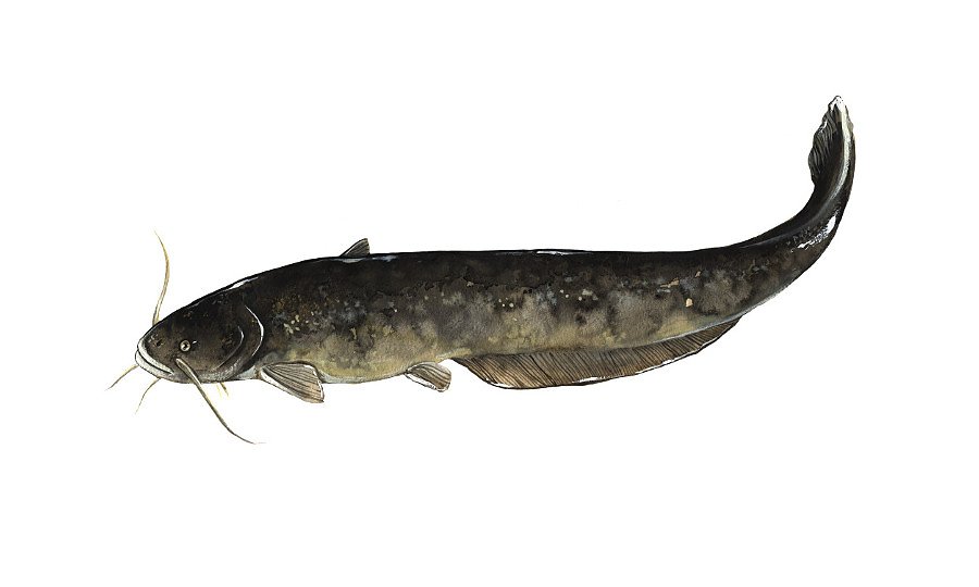Wels Catfish (Silurus Glanis)