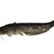 Wels Catfish (Silurus Glanis)