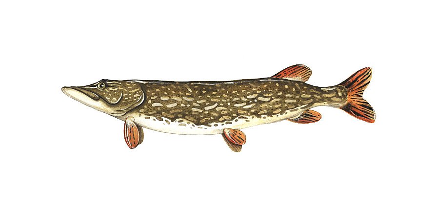 Northern Pike (Esox Lucius)