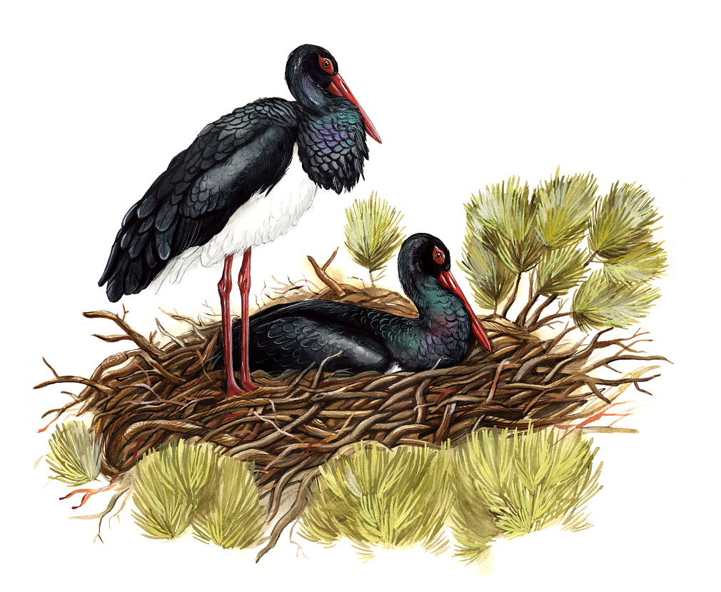 Black Stork (Ciconia Nigra)