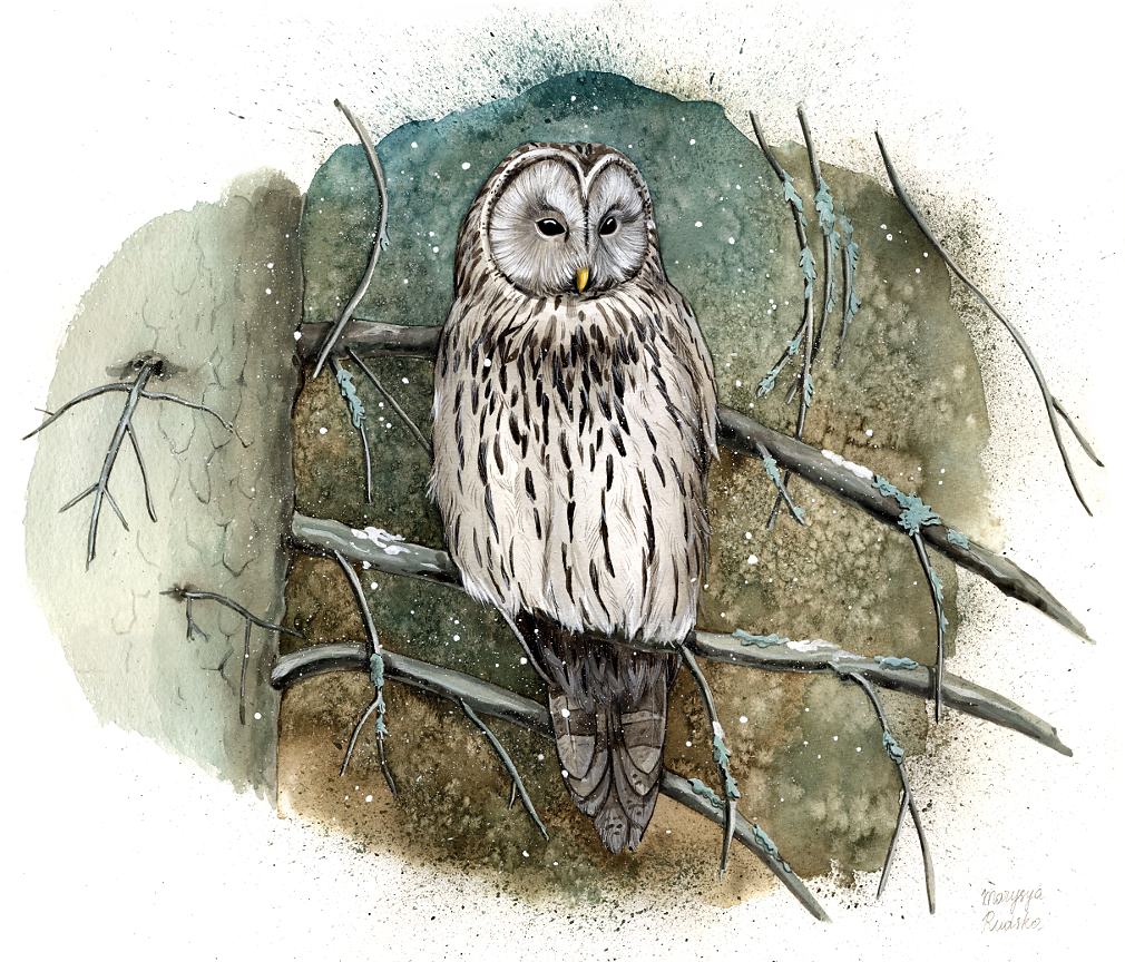 Ural Owl (Strix Uralensis)
