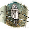 Ural Owl (Strix Uralensis)