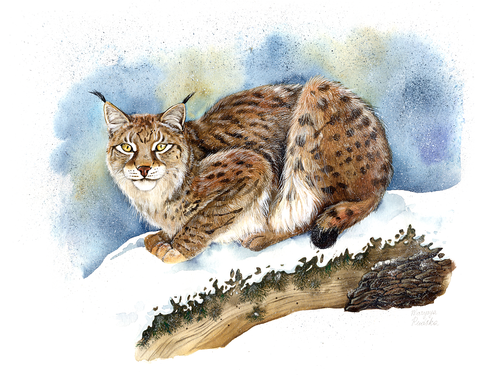 Eurasian Lynx (Lynx Lynx)