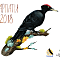 Cover: Black Woodpecker (Dryocopus Martius)