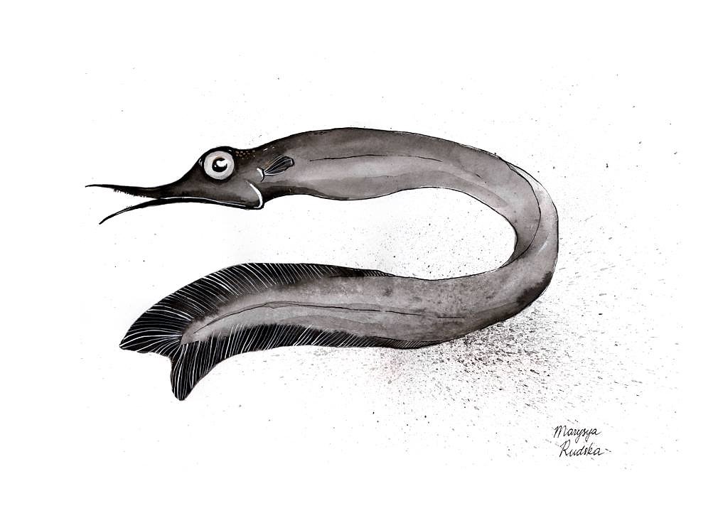 Bobtail Snipe Eel