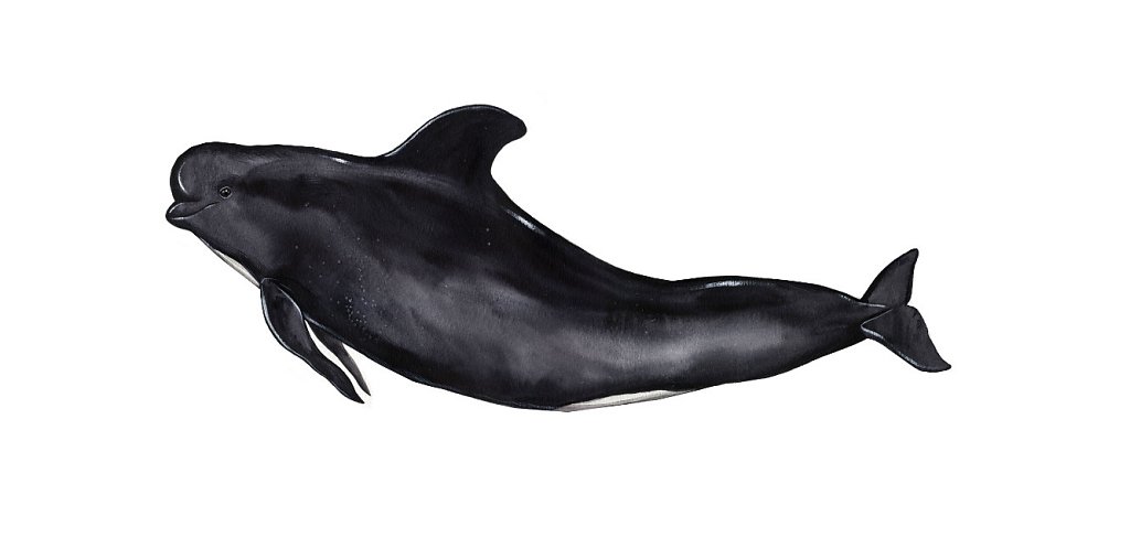 Long-Finned Pilot Whale