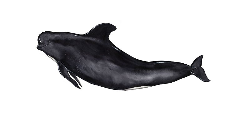 Long Finned Pilot Whale Marysya Rudska