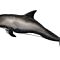 Pygmy False Killer Whale