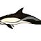 Short-Beaked Dolphin
