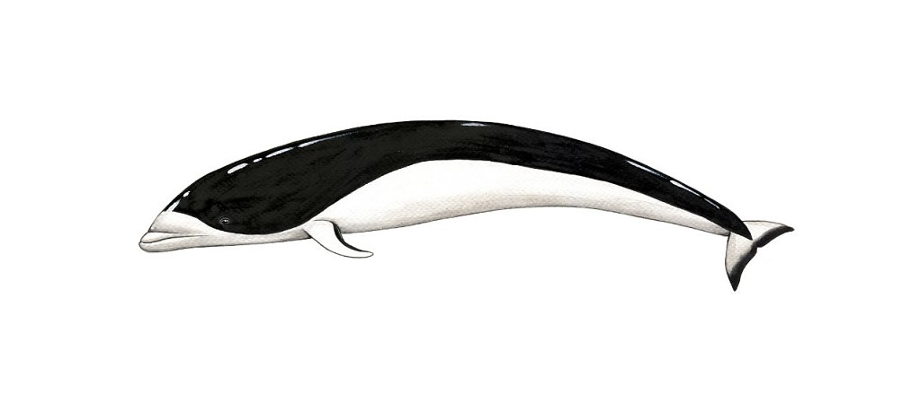 Southern Right Whale Dolphin 