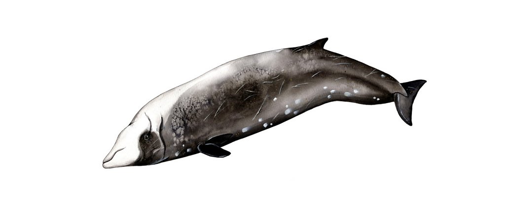 Cuvie's Beaked Whale
