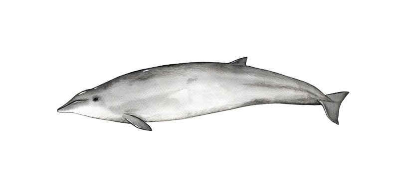 Gervais Beaked Whale Marysya Rudska