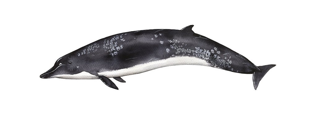 Ginkgo-Toothed Beaked Whale