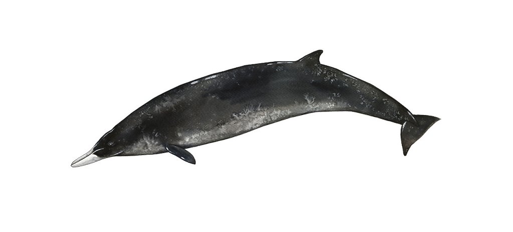 Grey's Beaked Whale