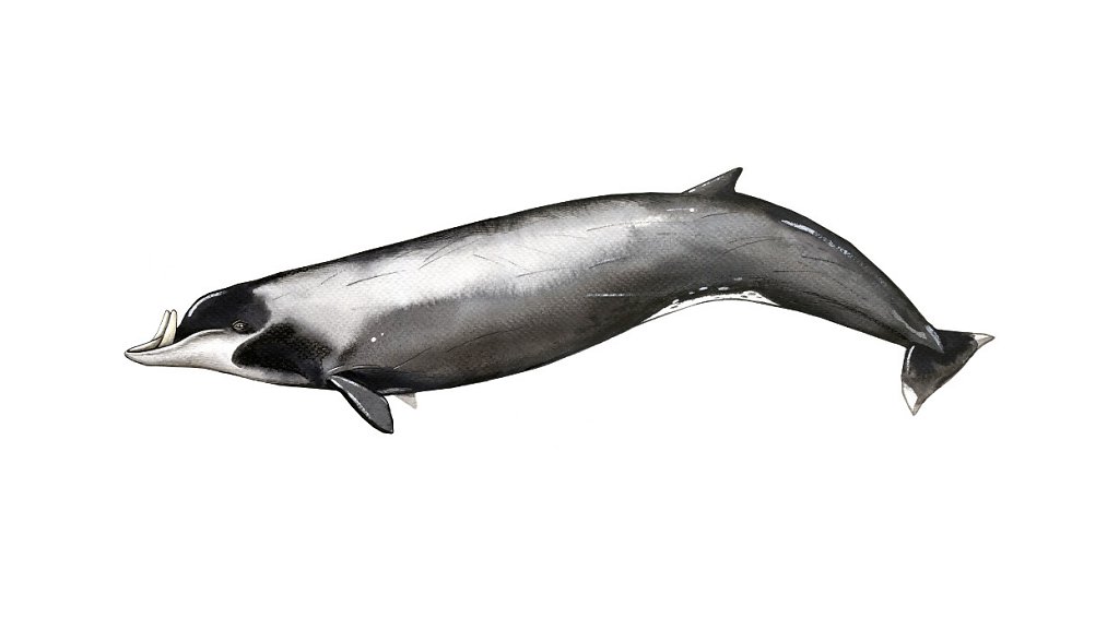 Strap-Toothed Whale