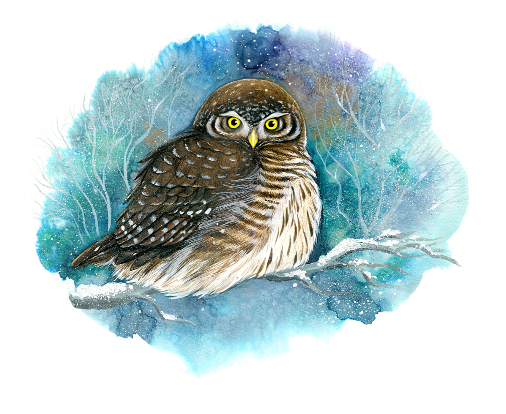 Eurasian Pygmy Owl (Glaucidium Passerinum)