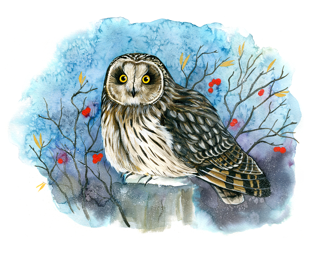 Short-Eared Owl (Asio Flammeus)