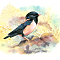 Rosy Starling (Sturnus Roseus)