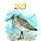 Slender-Billed Curlew (Numenius Tenuirostris)