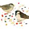 House Sparrows (Passer Domesticus)