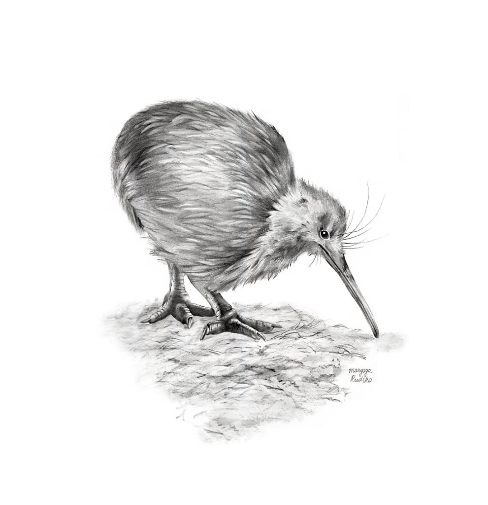Kiwi (Apteryx Australis)