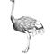 Common Ostrich (Struthio Camelus)