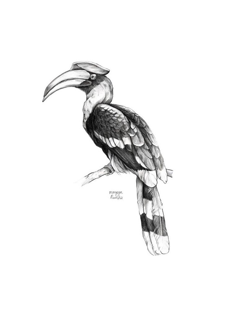 Great Hornbill (Buceros Bicornis) 