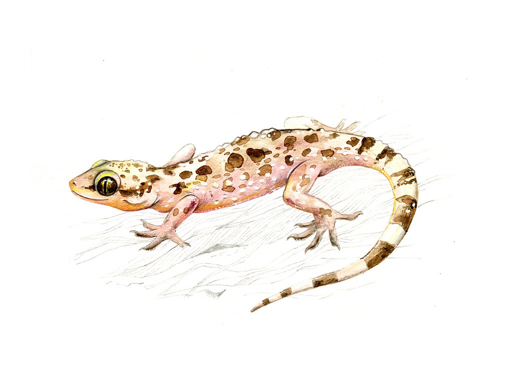  European Common Gecko