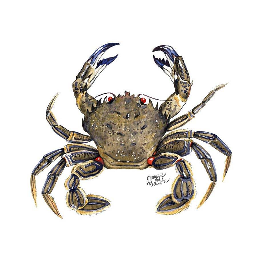 Velvet-swimming-crab.jpg