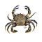 Velvet-swimming-crab.jpg