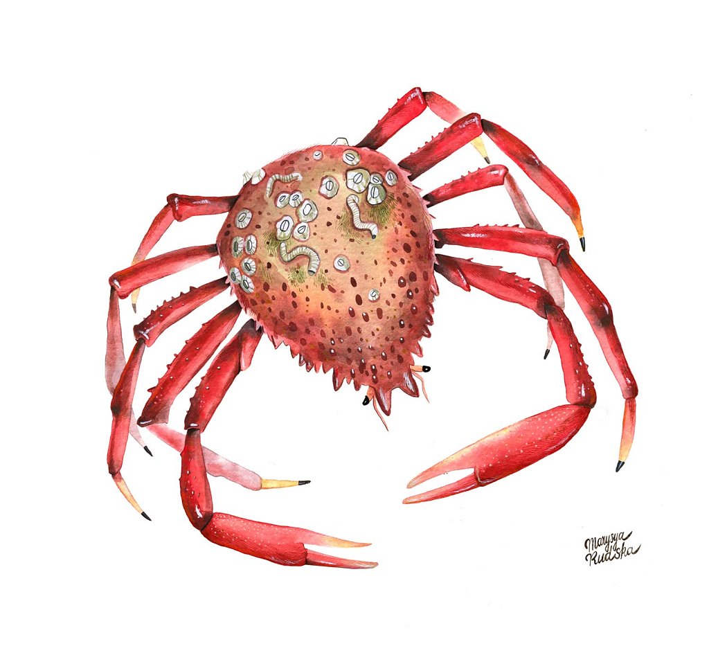 spider-crab.jpg