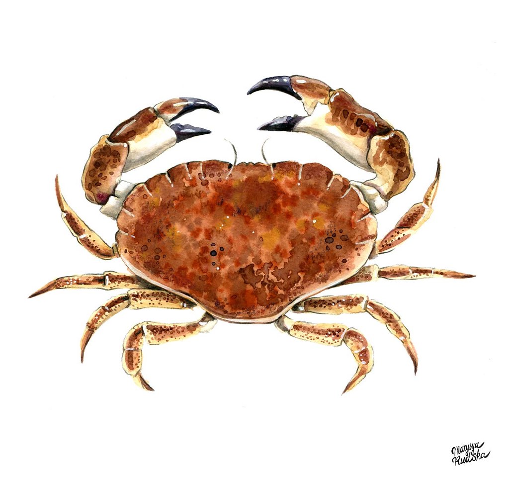 Edible-crab-1.jpg