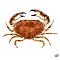 Edible-crab-1.jpg